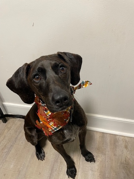 Entry image for Ruby. Clicking this image will show a larger photo