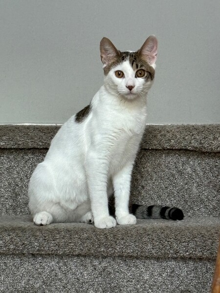 Entry image for Tost Malone. Clicking this image will show a larger photo