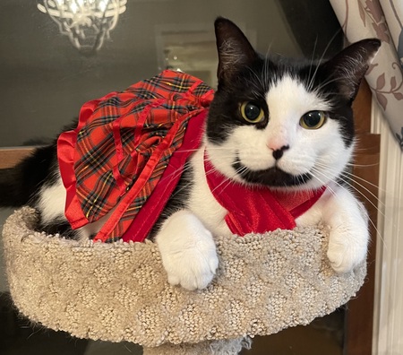 Entry image for Lucy. Clicking this image will show a larger photo