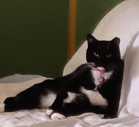 Entry image for Boo. Clicking this image will show a larger photo