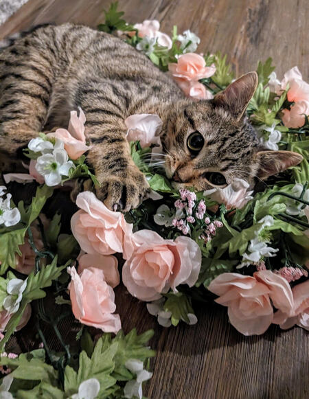 Entry image for Storm. Clicking this image will show a larger photo