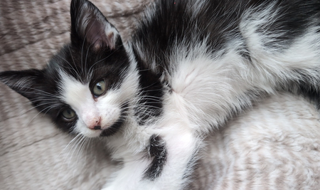 Entry image for Ashe. Clicking this image will show a larger photo