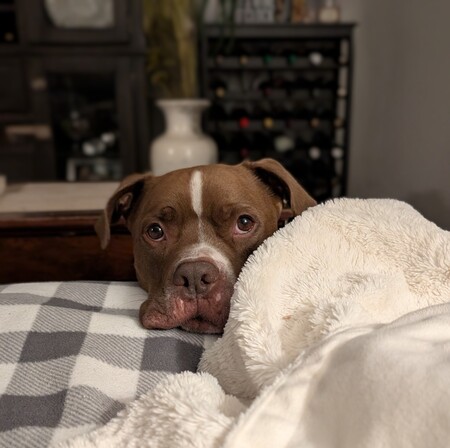 Entry image for Norris. Clicking this image will show a larger photo