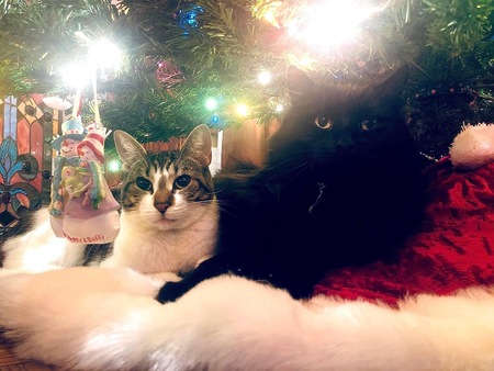 Entry image for Dexy and Jet. Clicking this image will show a larger photo