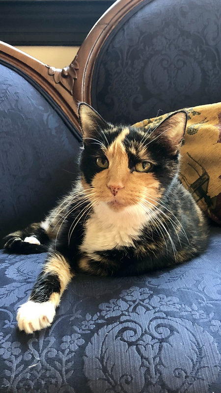 Entry image for Evie. Clicking this image will show a larger photo