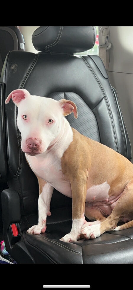 Entry image for Nala. Clicking this image will show a larger photo