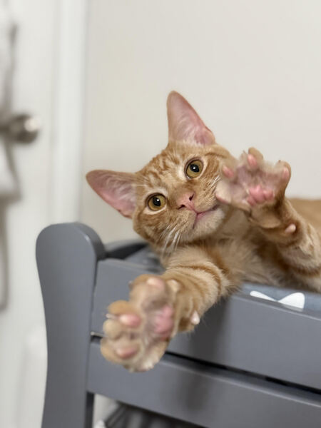 Entry image for Cheddar. Clicking this image will show a larger photo