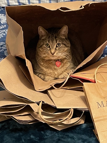 Entry image for Alley Cat. Clicking this image will show a larger photo