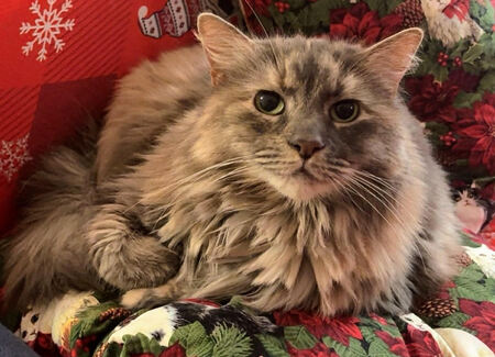 Entry image for Nala Bean. Clicking this image will show a larger photo