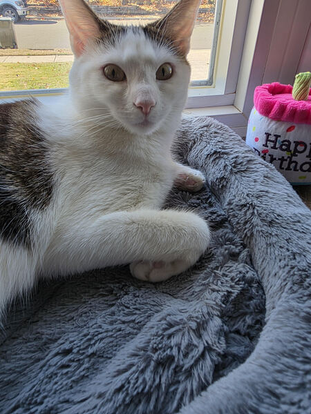 Entry image for Mittens. Clicking this image will show a larger photo