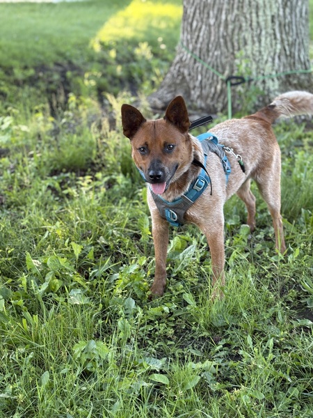 Entry image for Apollo. Clicking this image will show a larger photo