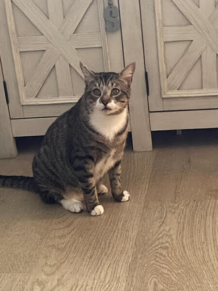 Entry image for Ollie. Clicking this image will show a larger photo