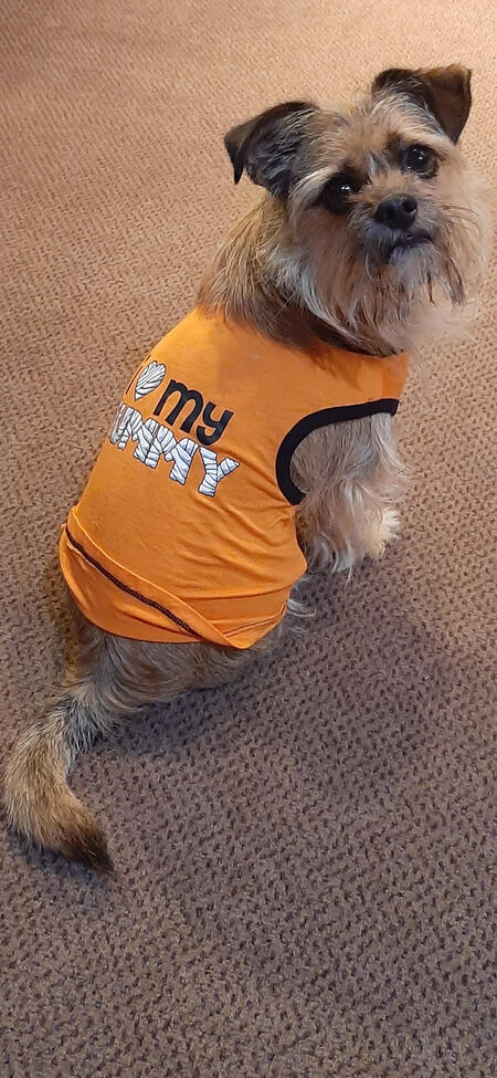 Entry image for Ollie. Clicking this image will show a larger photo