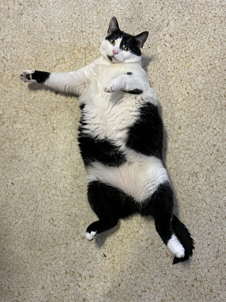 Entry image for Oreo. Clicking this image will show a larger photo