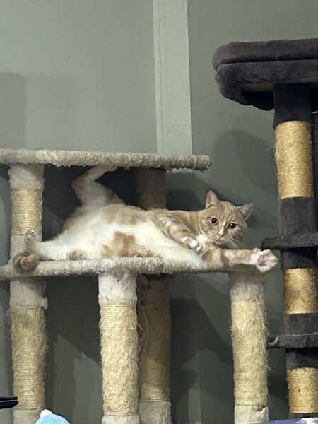 Entry image for Oliver. Clicking this image will show a larger photo