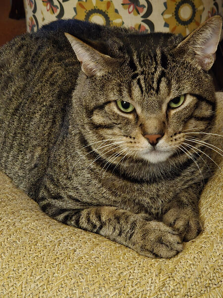 Entry image for Thunder. Clicking this image will show a larger photo