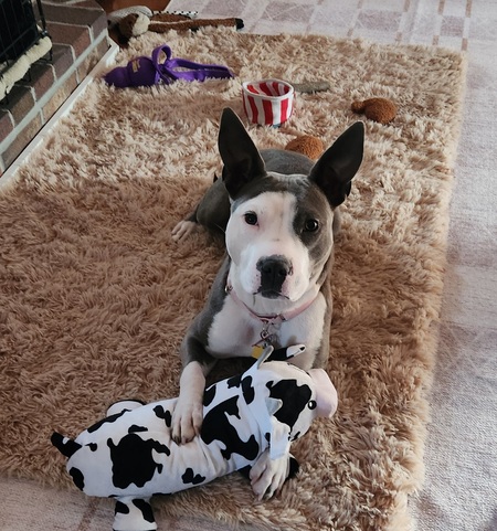 Entry image for Ash. Clicking this image will show a larger photo