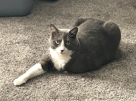 Entry image for D'Artagnan. Clicking this image will show a larger photo