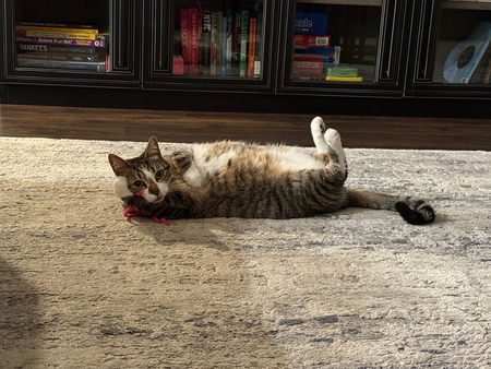 Entry image for Roxy. Clicking this image will show a larger photo