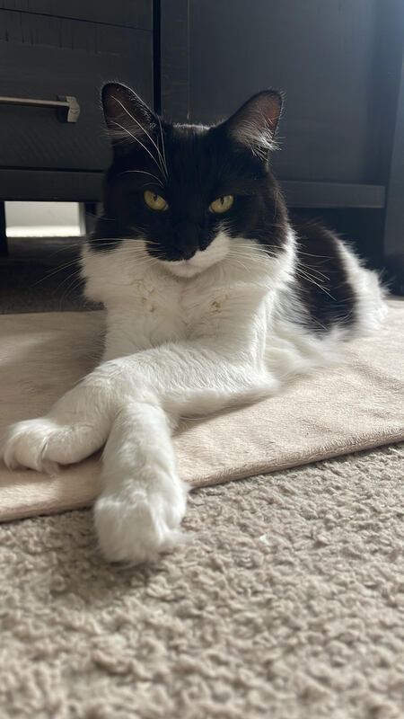 Entry image for Bailey. Clicking this image will show a larger photo