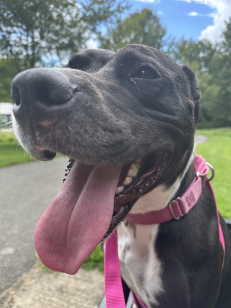 Entry image for Bailey. Clicking this image will show a larger photo