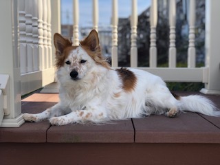 Entry image for Bailey. Clicking this image will show a larger photo