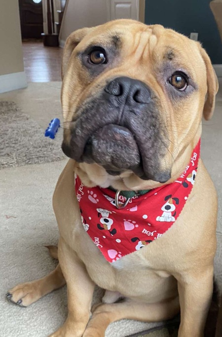 Entry image for Boghie. Clicking this image will show a larger photo