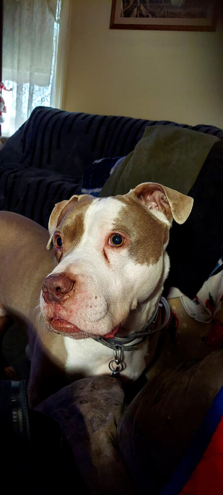 Entry image for Dax. Clicking this image will show a larger photo