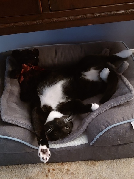 Entry image for Moops. Clicking this image will show a larger photo