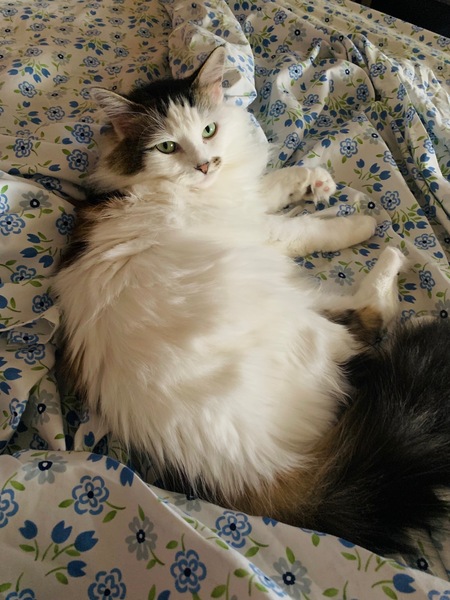 Entry image for "Tini" Rotini. Clicking this image will show a larger photo