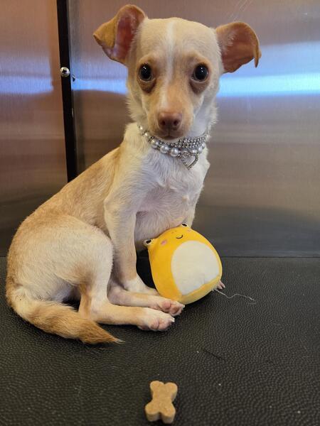 Entry image for Devon. Clicking this image will show a larger photo