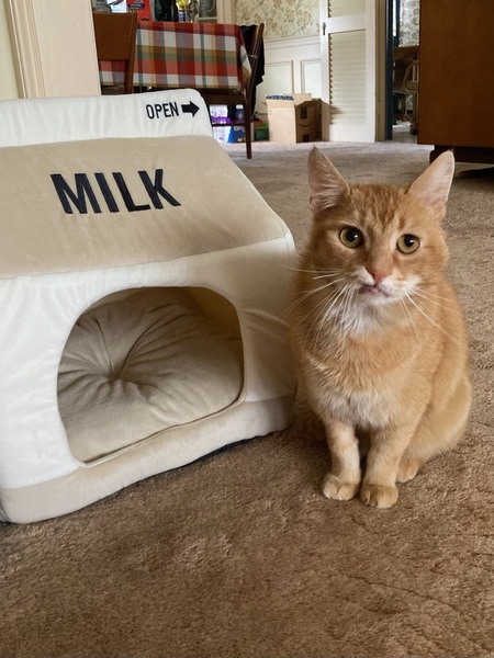 Entry image for Dr Stanley Frankenstein, DMD. Clicking this image will show a larger photo