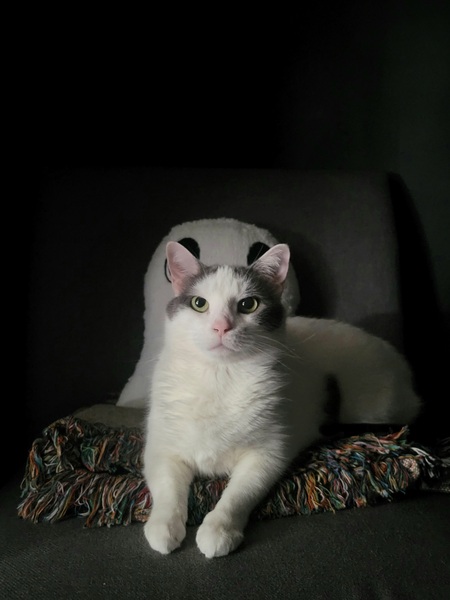 Entry image for Sheena the Punk Rocker. Clicking this image will show a larger photo