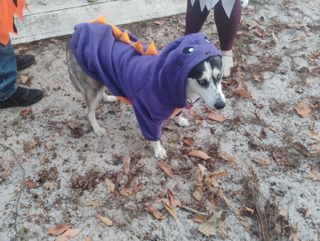 Entry image for Kira. Clicking this image will show a larger photo