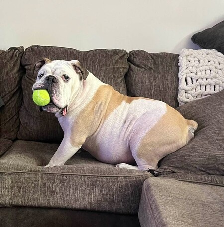 Entry image for Moe. Clicking this image will show a larger photo