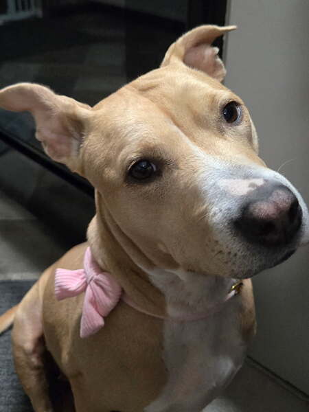 Entry image for Izzy. Clicking this image will show a larger photo