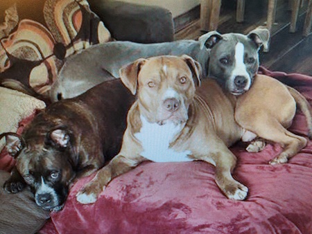 Entry image for Mini, Thor and Rosie. Clicking this image will show a larger photo