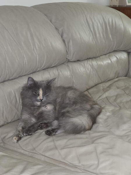 Entry image for Willow. Clicking this image will show a larger photo