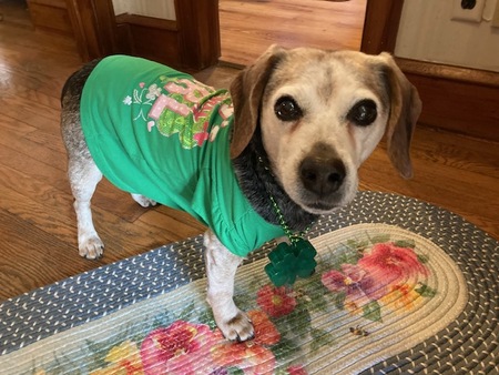 Entry image for Sweet Pea. Clicking this image will show a larger photo