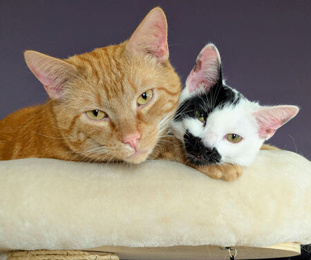 Entry image for Tate and Poppy. Clicking this image will show a larger photo