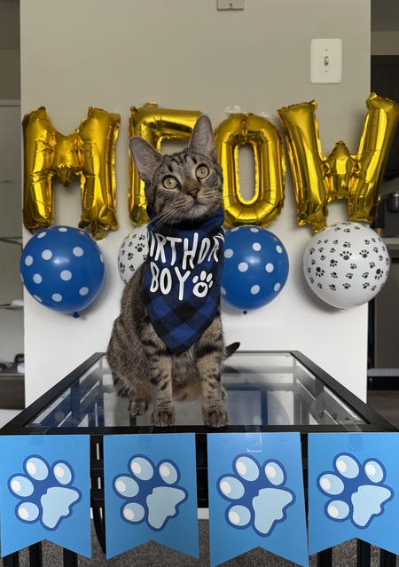 Entry image for Milo. Clicking this image will show a larger photo