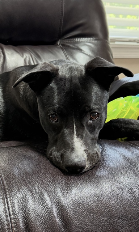 Entry image for Cooper. Clicking this image will show a larger photo