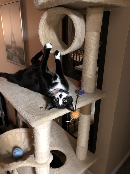 Entry image for Chappy. Clicking this image will show a larger photo