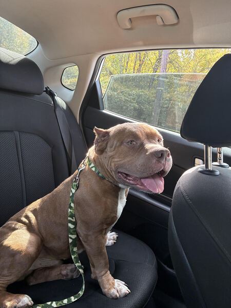 Entry image for Apollo Creed. Clicking this image will show a larger photo