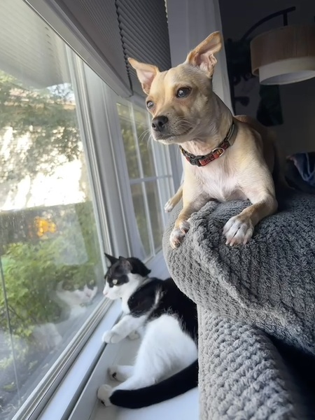 Entry image for Tito and Oreo. Clicking this image will show a larger photo