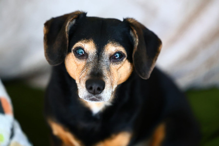 Entry image for Mini. Clicking this image will show a larger photo