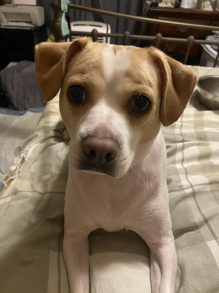 Entry image for Cooper. Clicking this image will show a larger photo