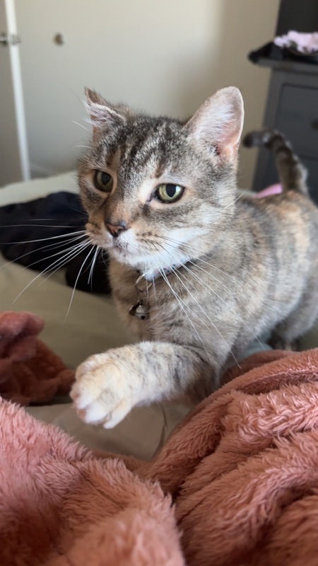 Entry image for Cornelia. Clicking this image will show a larger photo