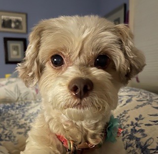 Entry image for Winnie. Clicking this image will show a larger photo