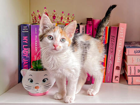 Entry image for Cornelia. Clicking this image will show a larger photo